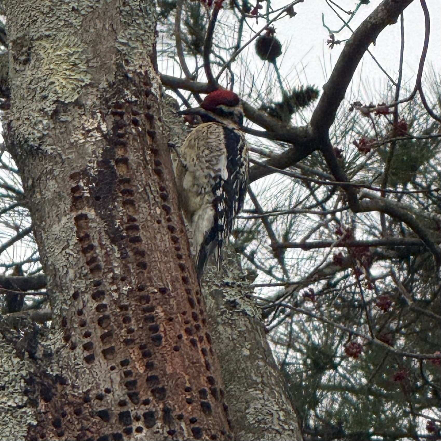 yellow bellied sapsucker